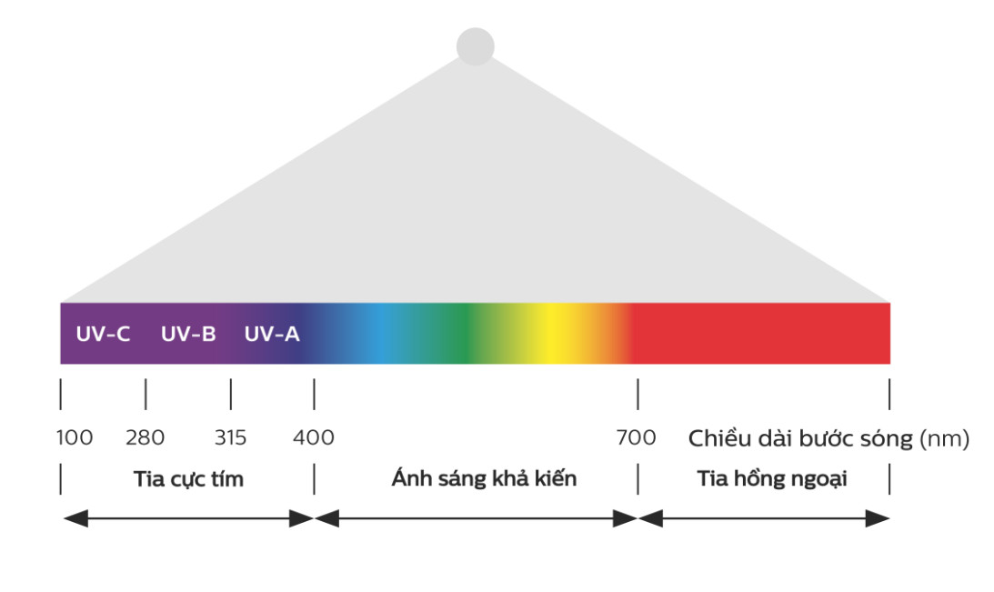 Đèn UV-C thường được sử dụng để làm gì?
